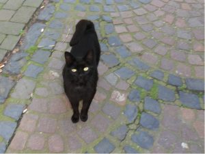 A very black cat looks up at the camera, in Remagen
